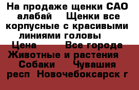 На продаже щенки САО (алабай ). Щенки все корпусные с красивыми линиями головы . › Цена ­ 30 - Все города Животные и растения » Собаки   . Чувашия респ.,Новочебоксарск г.